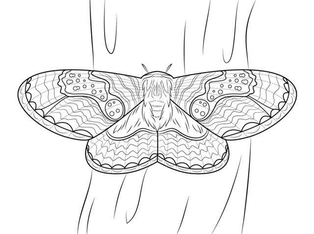 borboleta desenho